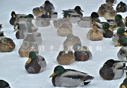大连半岛理财逾期 大连半岛理财逾期