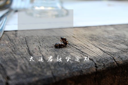 大连君融贷逾期 大连君融贷逾期
