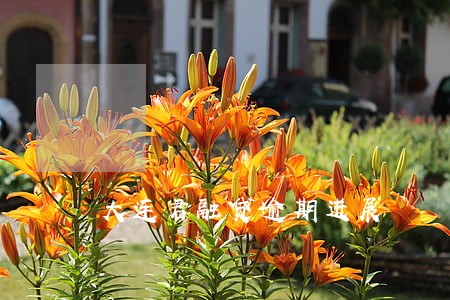大连君融贷逾期进展 大连君融贷逾期进展