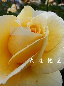 大连地区西岗区债务风险代理律师