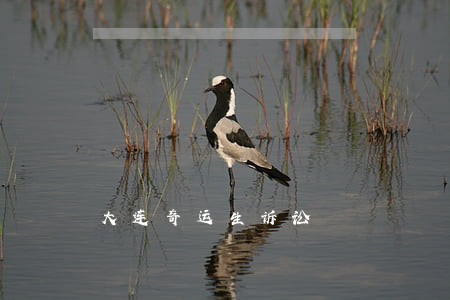 大连奇运生诉讼