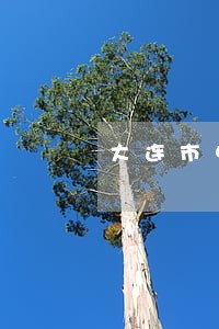 大连市中山法院立案庭电话