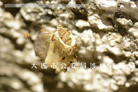 大连市公安局涉嫌违法经营 大连市公安局涉嫌违法经营