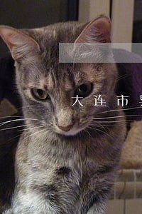 大连市异地离婚律师推荐 大连市异地离婚律师推荐