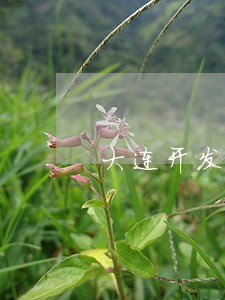 大连开发区违法集资 大连开发区违法集资