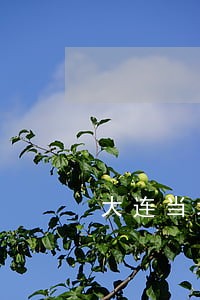 大连当地离婚律师费用 大连当地离婚律师费用