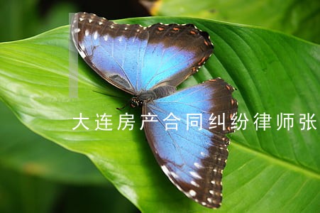 大连房产合同纠纷律师张延涛 大连房产合同纠纷律师张延涛