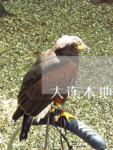 大连本地代理债权债务律师