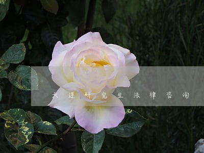 大连研究生法律咨询