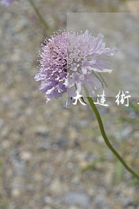 大连街道有法律援助吗 大连街道有法律援助吗