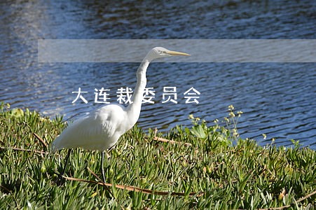 大连裁委员会 大连裁委员会