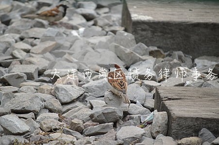 大连西岗区债务律师事务所 大连西岗区债务律师事务所