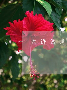 大连西岗法院做多少路