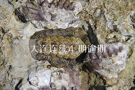 大连连续4期逾期 大连连续4期逾期