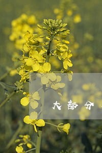 大部分年轻人信用逾期