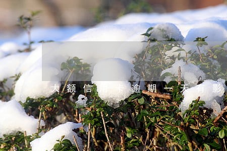 大额信用卡逾期一天有影响吗 大额信用卡逾期一天有影响吗