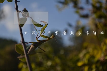 大额信用卡逾期法律解释 大额信用卡逾期法律解释