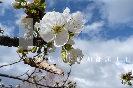 大额信用卡逾期都属于刑事案件