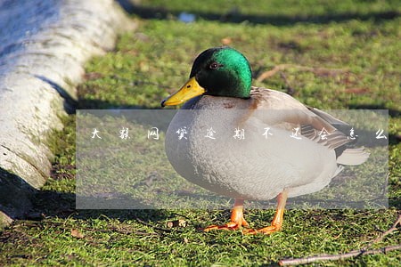 大额网贷逾期不还会怎么样 大额网贷逾期不还会怎么样