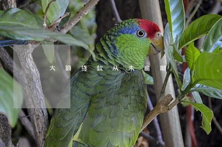 大额贷款从未逾期 大额贷款从未逾期