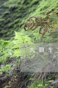 大额车贷50万逾期会怎么处理 大额车贷50万逾期会怎么处理