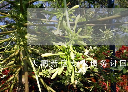 大鹏新区专业债务讨回律师 大鹏新区专业债务讨回律师