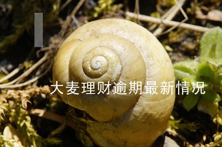 大麦理财逾期最新情况 大麦理财逾期最新情况