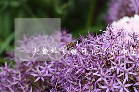 大黄蜂贷款可以只还本金么 大黄蜂贷款可以只还本金么