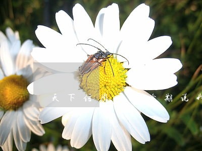 天下信用我没逾期说我逾期两次 天下信用我没逾期说我逾期两次