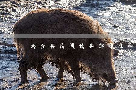 天台县民间债务律师推荐 天台县民间债务律师推荐