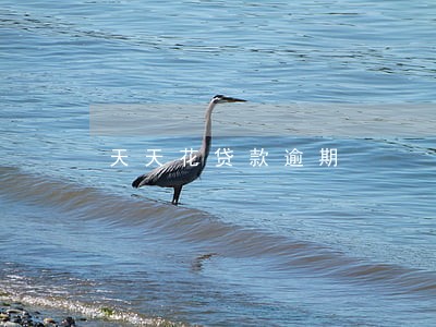 天天花贷款逾期 天天花贷款逾期