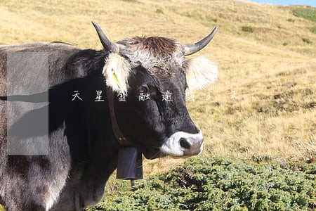 天星金融逾期3天 天星金融逾期3天