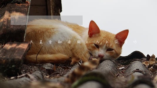 天星金融逾期4天上征信吗