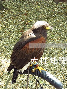 天柱处理债务纠纷律师 天柱处理债务纠纷律师