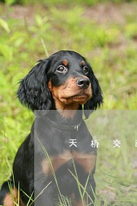 天桥交通律师在线咨询