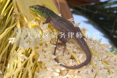 天河区债务律师介绍 天河区债务律师介绍