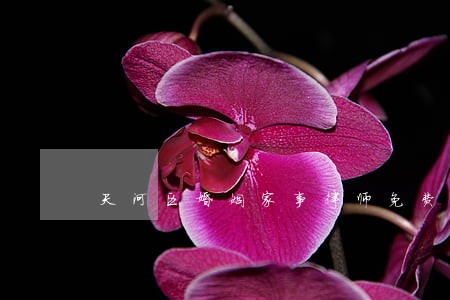 天河区婚姻家事律师免费咨询