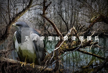 天河家庭纠纷律师团队 天河家庭纠纷律师团队