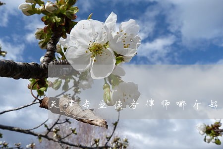 天津专业债务律师哪个好 天津专业债务律师哪个好