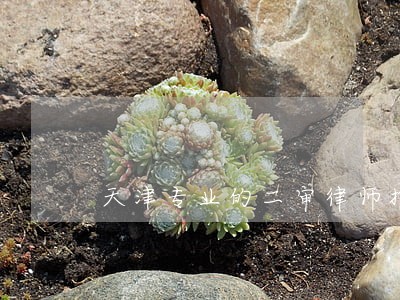 天津专业的二审律师推荐 天津专业的二审律师推荐
