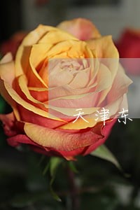 天津东丽区债务方面律师事务所 天津东丽区债务方面律师事务所