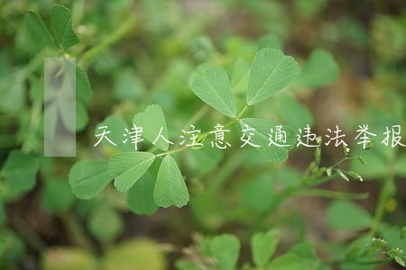 天津人注意交通违法举报范围扩大 天津人注意交通违法举报范围扩大