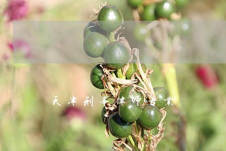 天津刑事律师专业 天津刑事律师专业