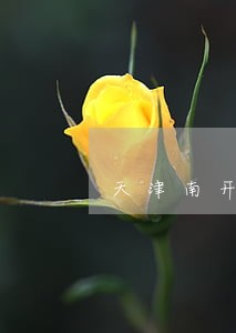 天津南开区律师法律咨询 天津南开区律师法律咨询
