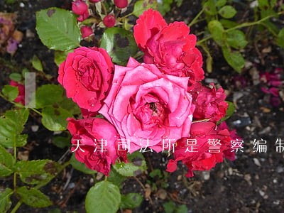 天津司法所是警察编制么 天津司法所是警察编制么