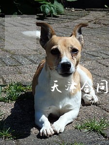 天津合同纠纷律师地址 天津合同纠纷律师地址