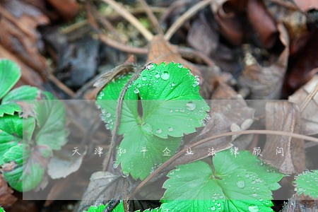 天津和平企业法律顾问 天津和平企业法律顾问