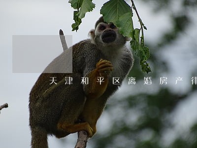 天津和平区离婚房产律师 天津和平区离婚房产律师