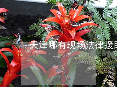 天津哪有现场法律援助的 天津哪有现场法律援助的