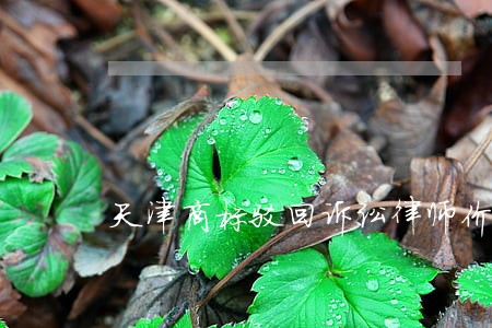 天津商标驳回诉讼律师价格 天津商标驳回诉讼律师价格